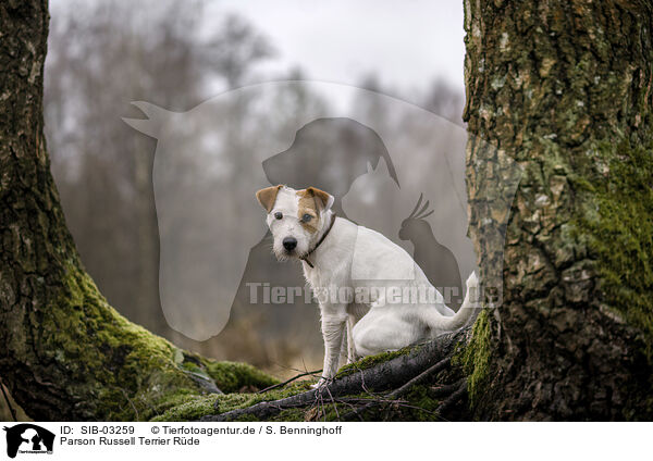 Parson Russell Terrier Rde / male Parson Russell Terrier / SIB-03259