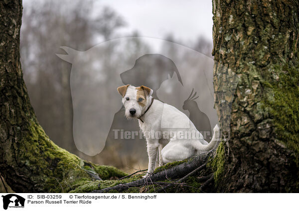 Parson Russell Terrier Rde / SIB-03259