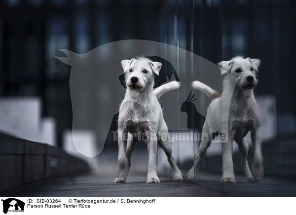 Parson Russell Terrier Rde / male Parson Russell Terrier / SIB-03264