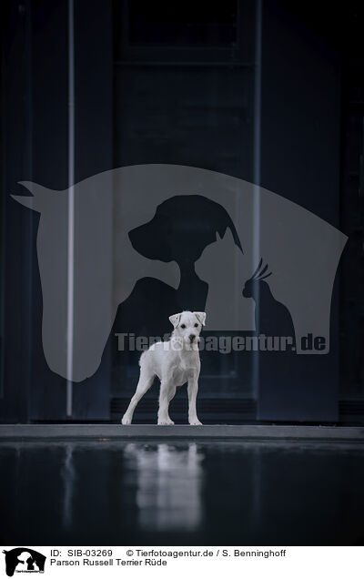 Parson Russell Terrier Rde / male Parson Russell Terrier / SIB-03269