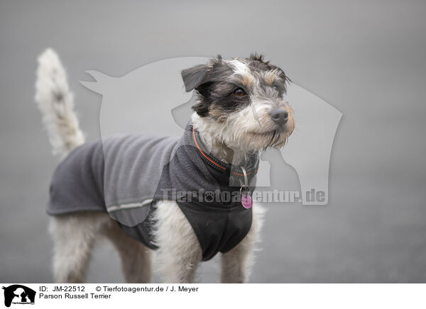 Parson Russell Terrier / Parson Russell Terrier / JM-22512