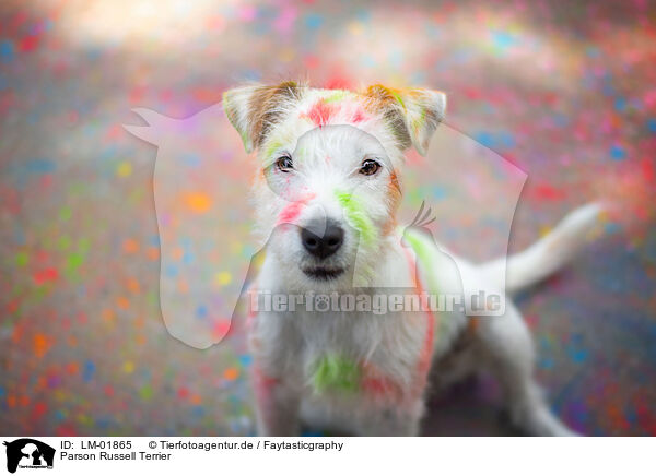 Parson Russell Terrier / Parson Russell Terrier / LM-01865