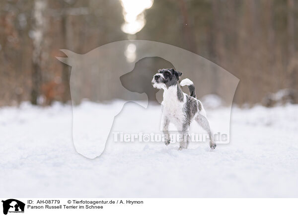 Parson Russell Terrier im Schnee / Parson Russell Terrier in the snow / AH-08779