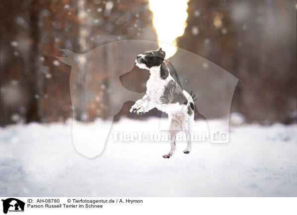 Parson Russell Terrier im Schnee / AH-08780