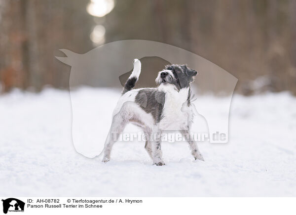 Parson Russell Terrier im Schnee / Parson Russell Terrier in the snow / AH-08782