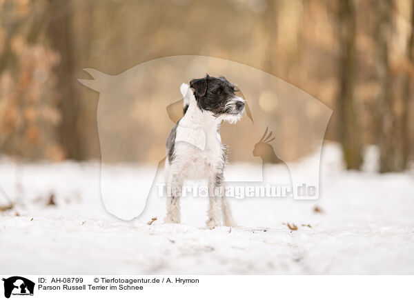 Parson Russell Terrier im Schnee / AH-08799