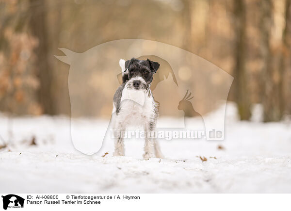 Parson Russell Terrier im Schnee / Parson Russell Terrier in the snow / AH-08800