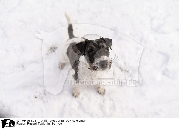 Parson Russell Terrier im Schnee / Parson Russell Terrier in the snow / AH-08801
