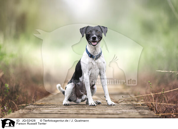 Parson Russell Terrier / Parson Russell Terrier / JQ-02428