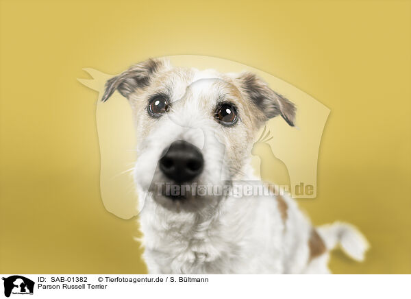 Parson Russell Terrier / Parson Russell Terrier / SAB-01382