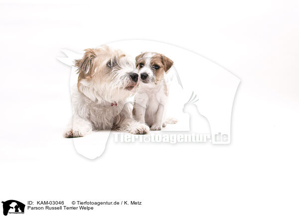 Parson Russell Terrier Welpe / Parson Russell Terrier puppy / KAM-03046