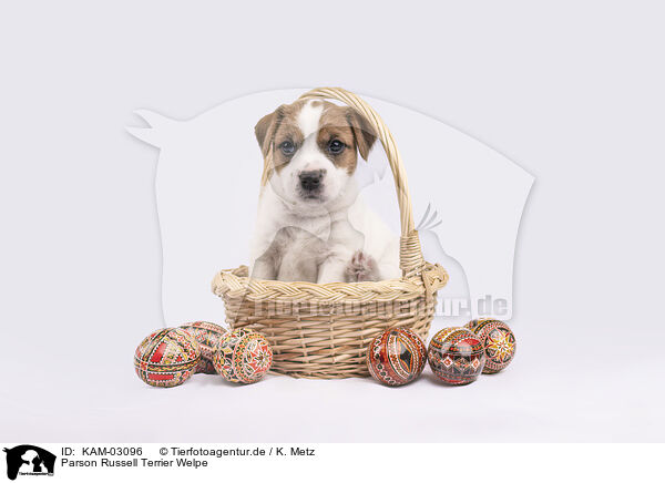 Parson Russell Terrier Welpe / Parson Russell Terrier puppy / KAM-03096