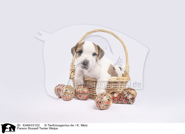 Parson Russell Terrier Welpe / Parson Russell Terrier puppy / KAM-03102