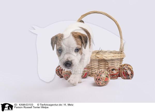 Parson Russell Terrier Welpe / Parson Russell Terrier puppy / KAM-03103