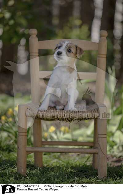 Parson Russell Terrier Welpe / Parson Russell Terrier puppy / KAM-03112