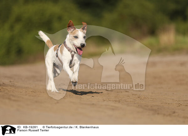 Parson Russell Terrier / Parson Russell Terrier / KB-19281