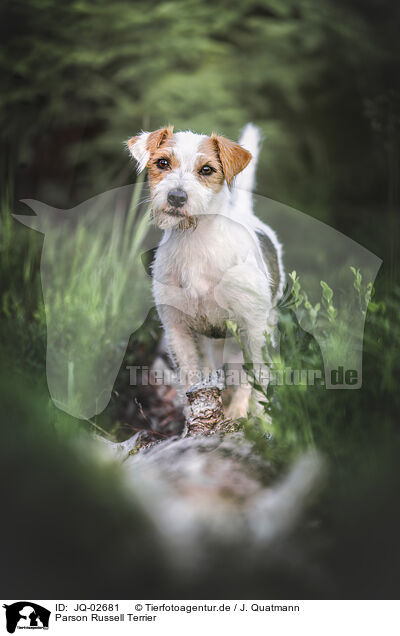 Parson Russell Terrier / Parson Russell Terrier / JQ-02681