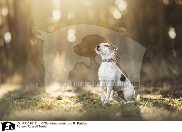 Parson Russell Terrier / RP-01017