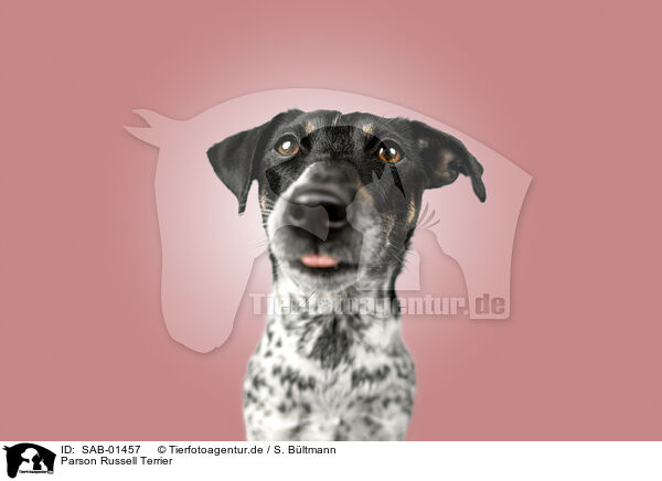 Parson Russell Terrier / Parson Russell Terrier / SAB-01457