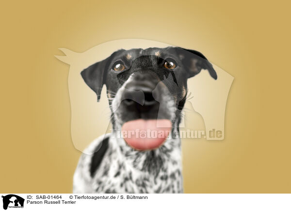 Parson Russell Terrier / Parson Russell Terrier / SAB-01464