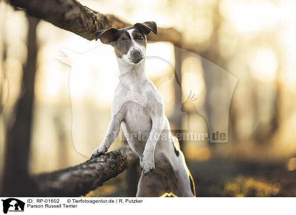 Parson Russell Terrier / RP-01602