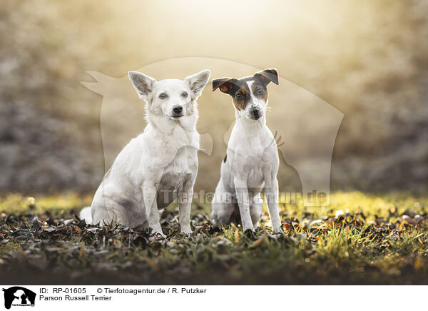 Parson Russell Terrier / RP-01605
