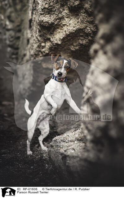 Parson Russell Terrier / RP-01606
