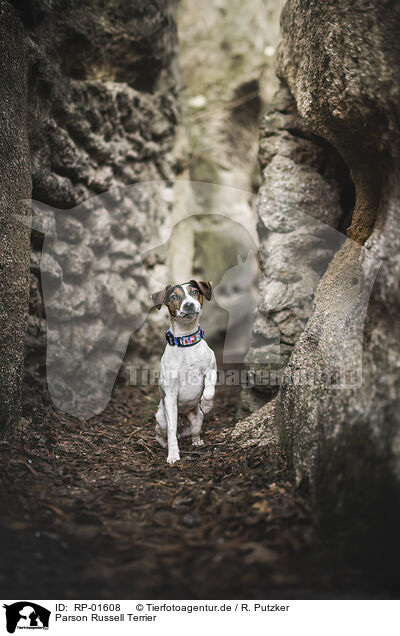 Parson Russell Terrier / Parson Russell Terrier / RP-01608