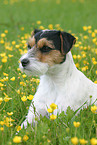 liegender Parson Russell Terrier