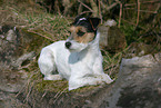 liegender Parson Russell Terrier