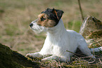 Parson Russell Terrier