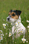 Parson Russell Terrier Portrait