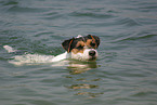 schwimmender Parson Russell Terrier