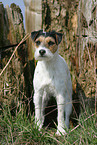 stehender Parson Russell Terrier