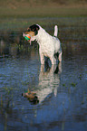 spielender Parson Russell Terrier