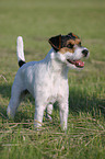 stehender Parson Russell Terrier