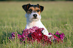 Parson Russell Terrier Portrait