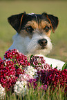 Parson Russell Terrier Portrait