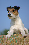 liegender Parson Russell Terrier