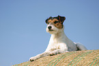 liegender Parson Russell Terrier