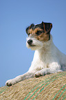 liegender Parson Russell Terrier