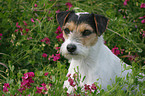 Parson Russell Terrier Portrait