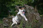 Parson Russell Terrier auf Baumwurzel