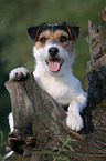 Parson Russell Terrier Portrait