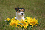 Parson Russell Terrier mit Blumen