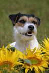 Parson Russell Terrier mit Blumen