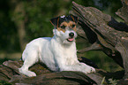 liegender Parson Russell Terrier