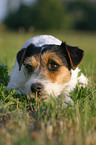 liegender Parson Russell Terrier