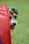 Parson Russell Terrier Portrait