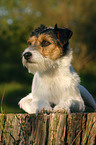 liegender Parson Russell Terrier